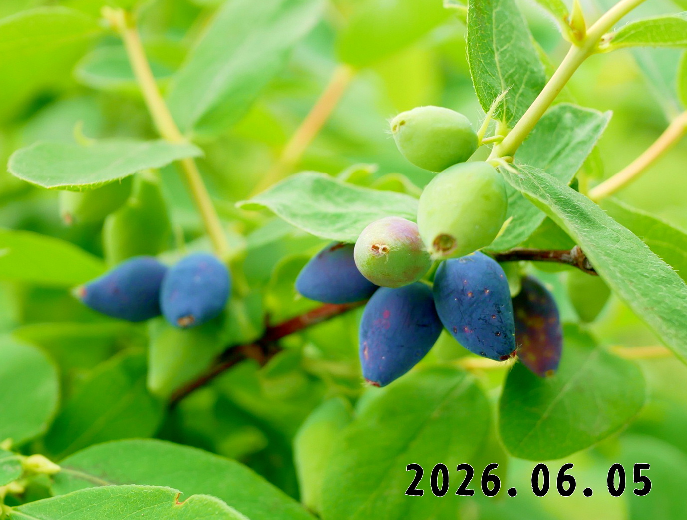 森の中の果樹園のハスカップ