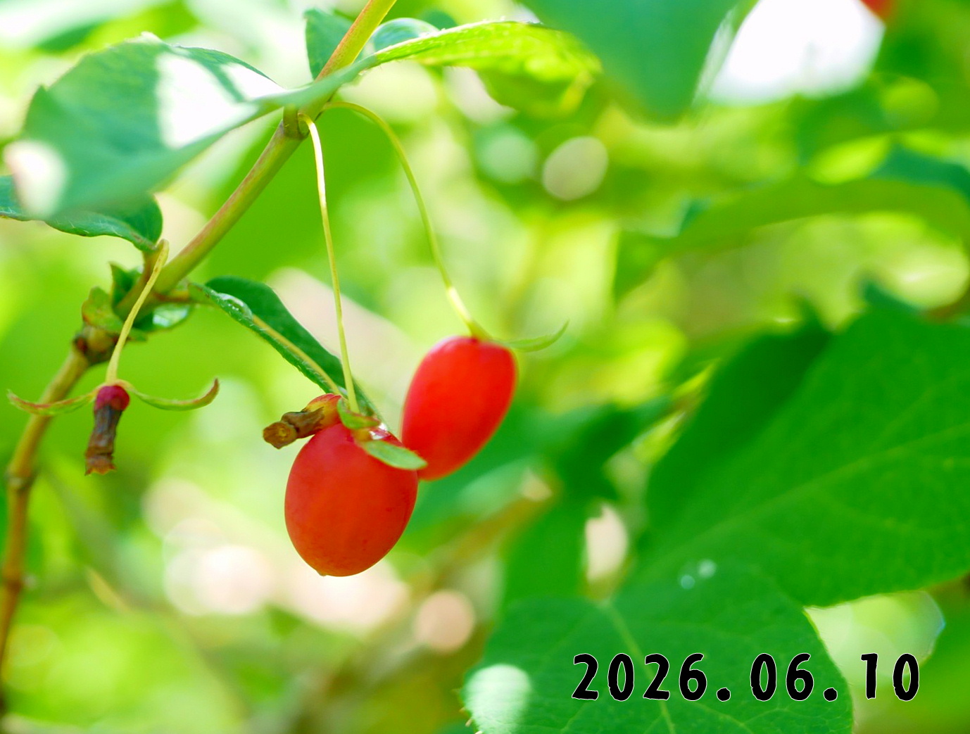 森の中の果樹園のハスカップ