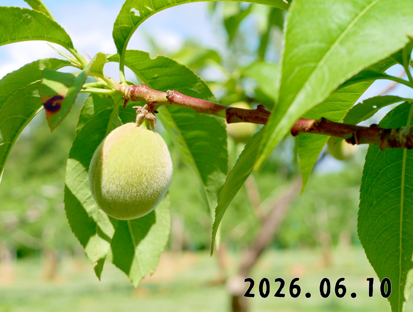 森の中の果樹園のモモ