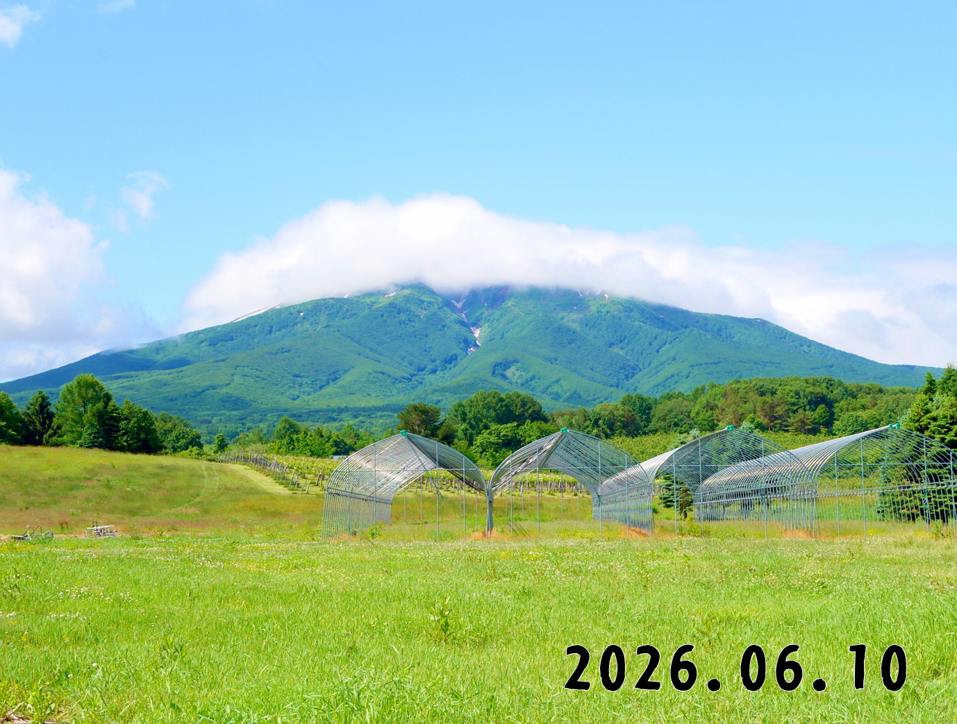 森の中の果樹園のくだもの狩り