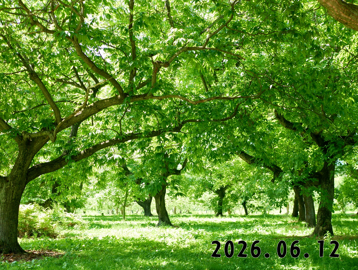 森の中の果樹園のクリ