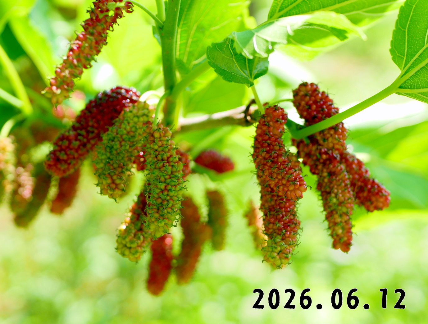 森の中の果樹園の桑の実