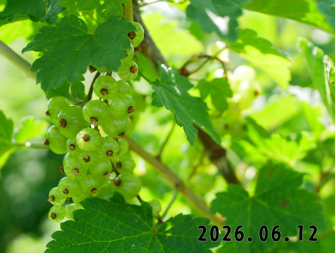森の中の果樹園のすぐり