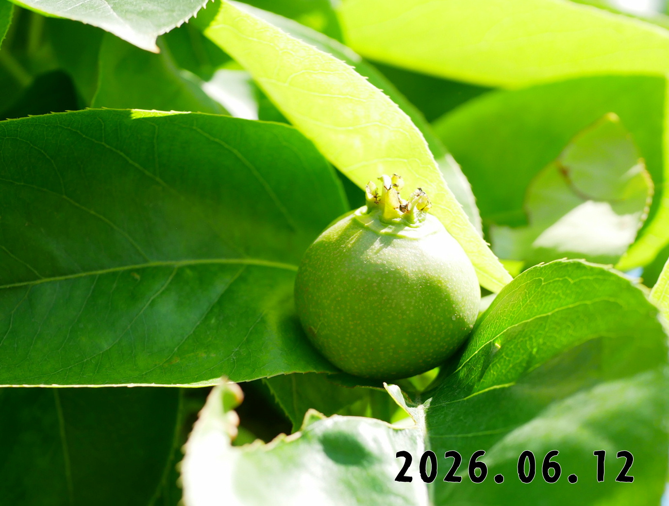 森の中の果樹園のナシ