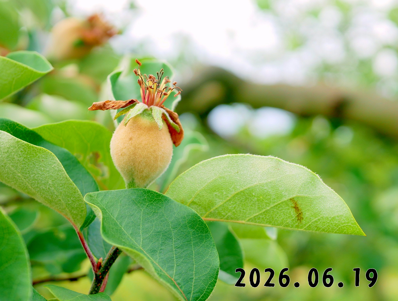 森の中の果樹園のマルメロ