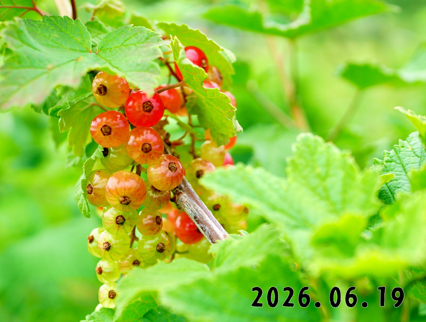 森の中の果樹園のくだもの狩り