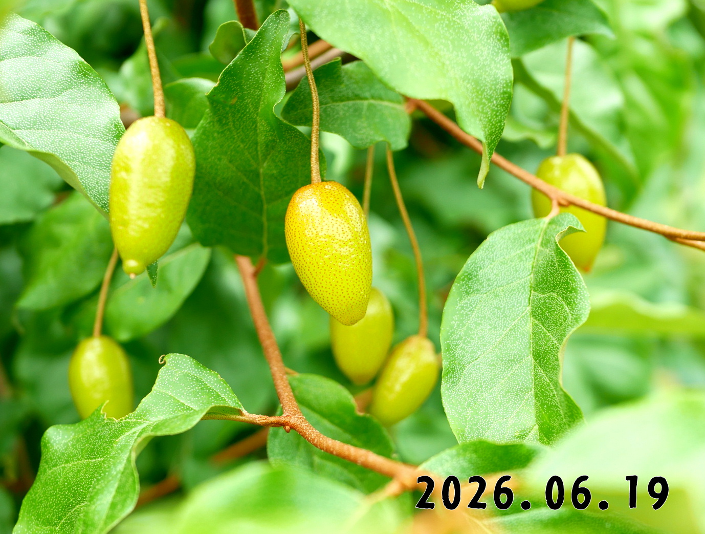 森の中の果樹園のグミ