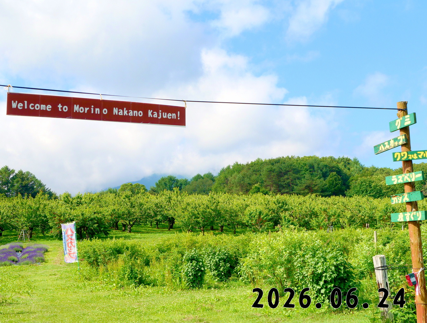 森の中の果樹園のくだもの狩り