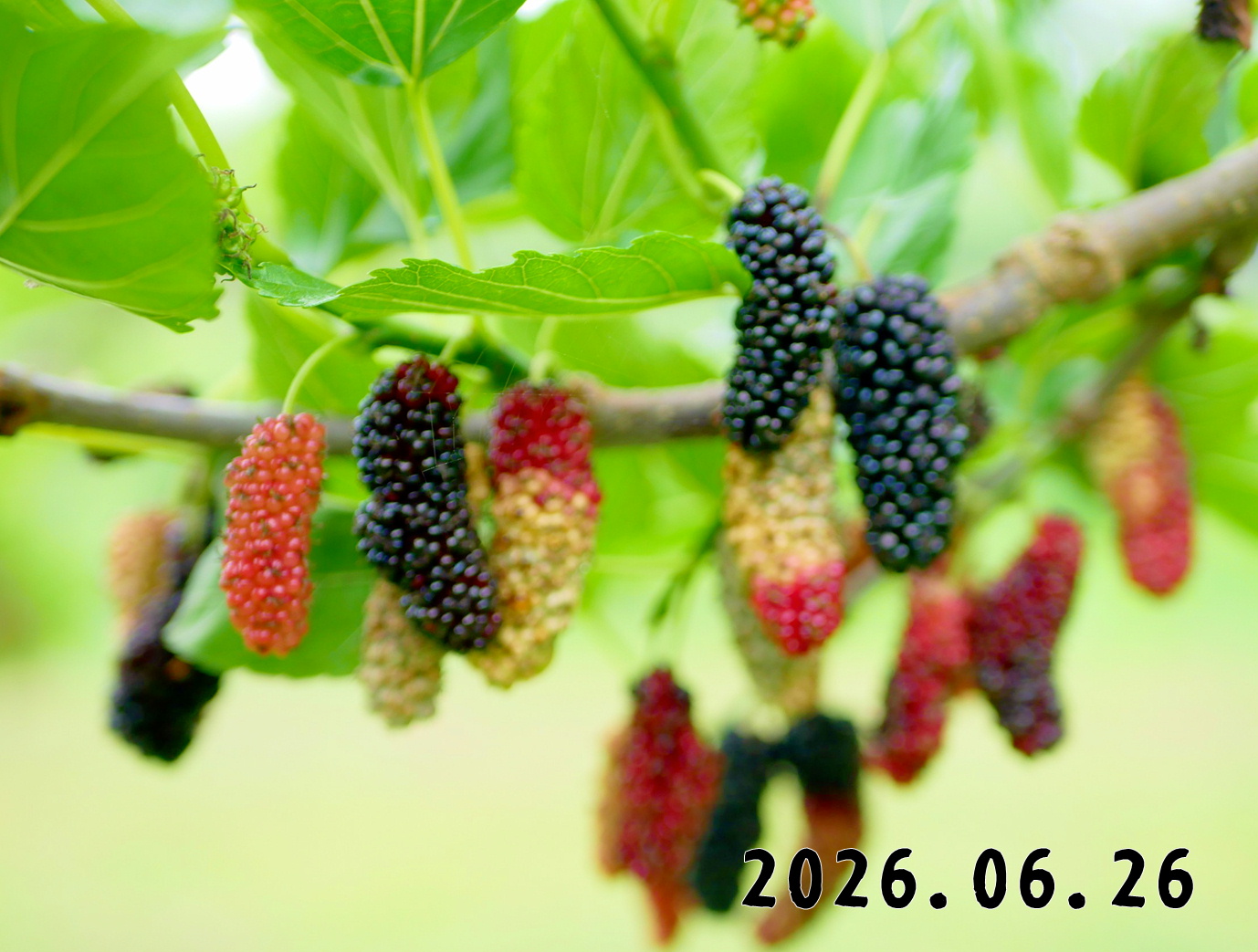 森の中の果樹園の桑の実