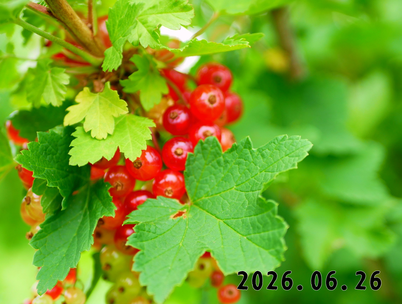 森の中の果樹園のすぐり