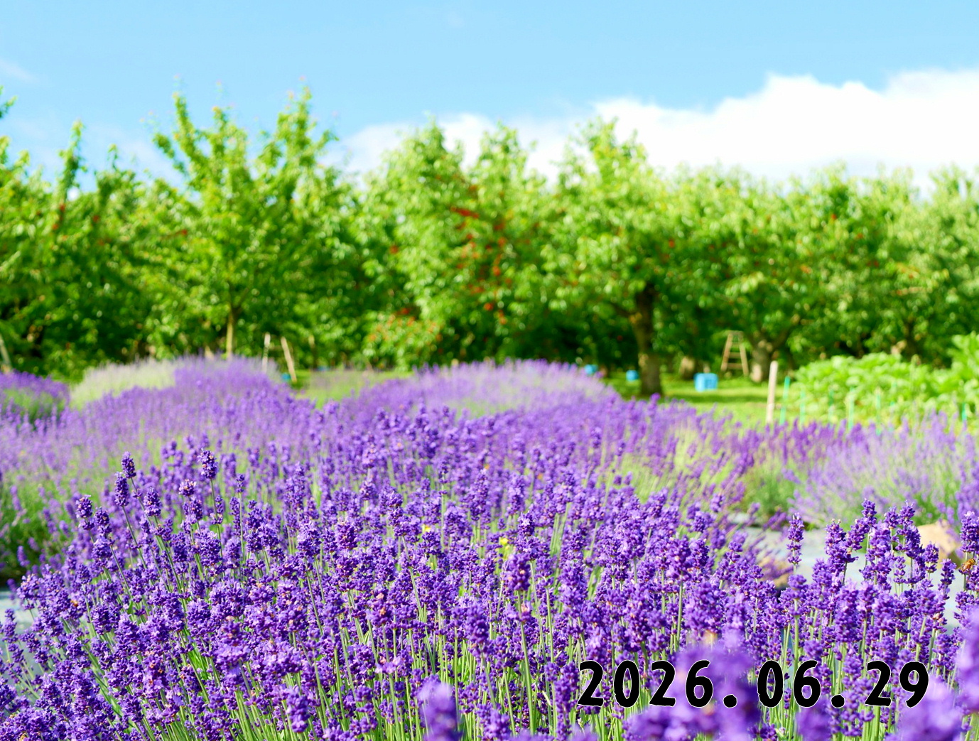 森の中の果樹園のくだもの狩り
