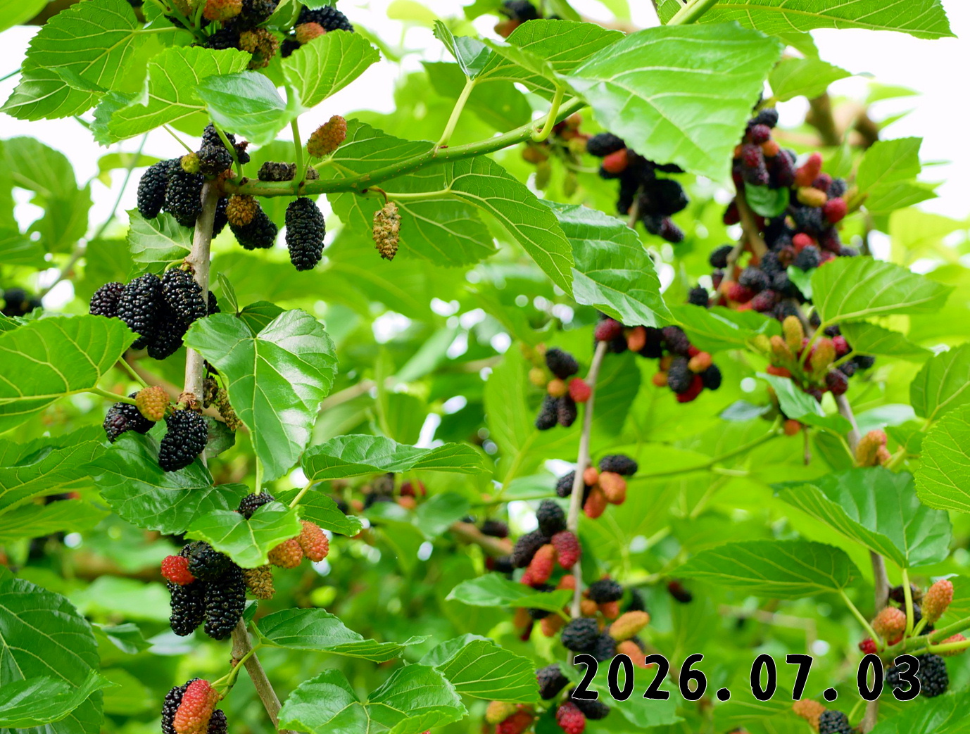 森の中の果樹園の桑の実