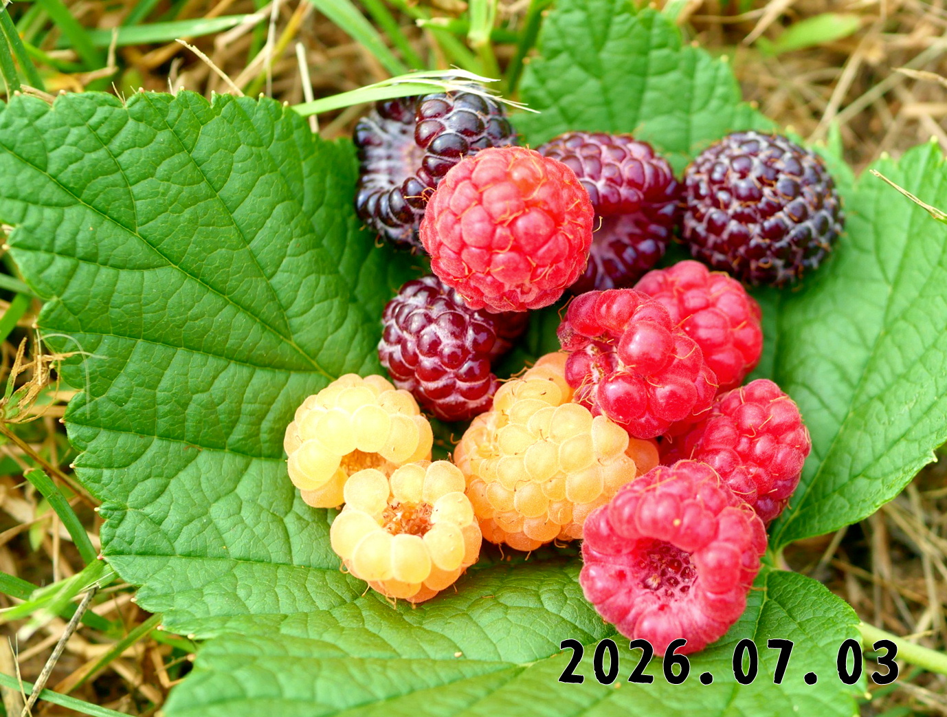 森の中の果樹園のラズベリー