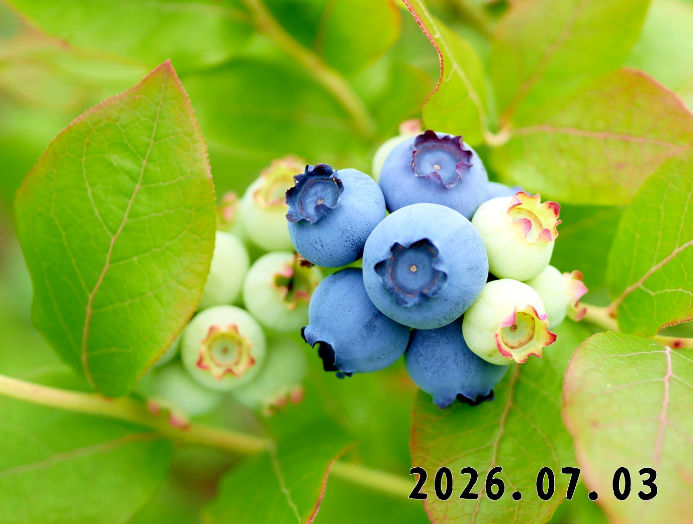 森の中の果樹園のブルーベリー