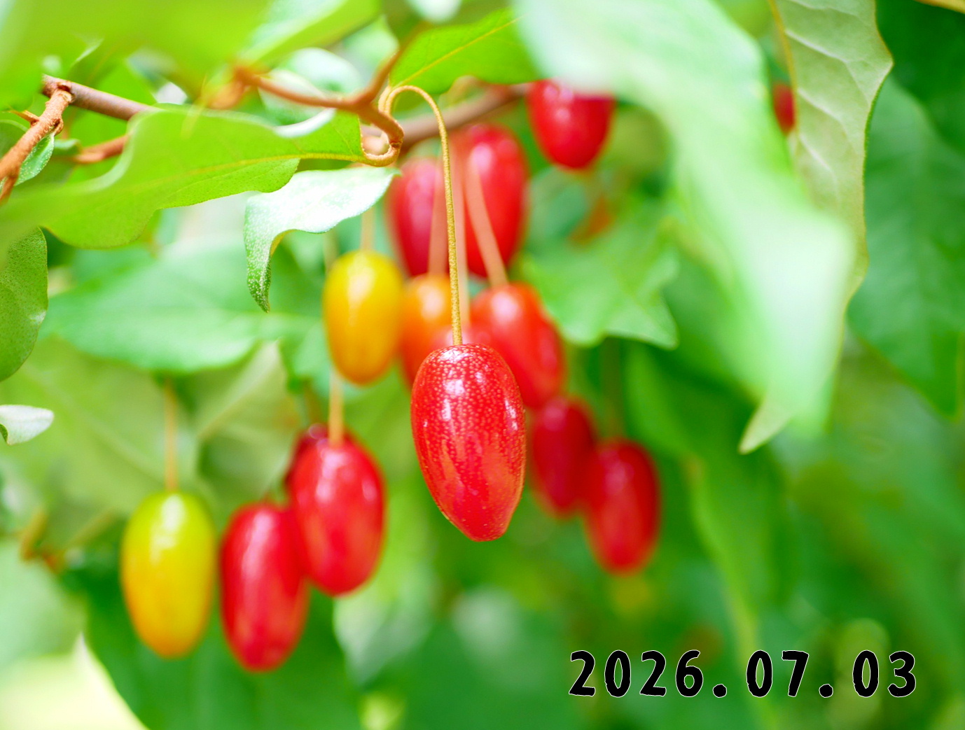 森の中の果樹園のグミ