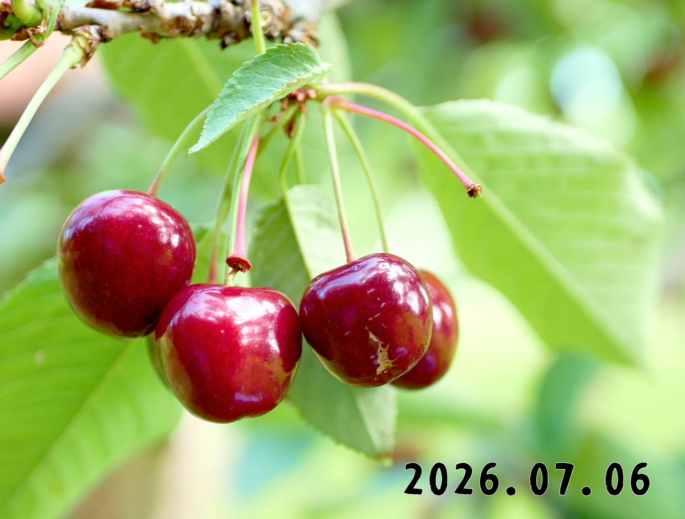 森の中の果樹園のサクランボ