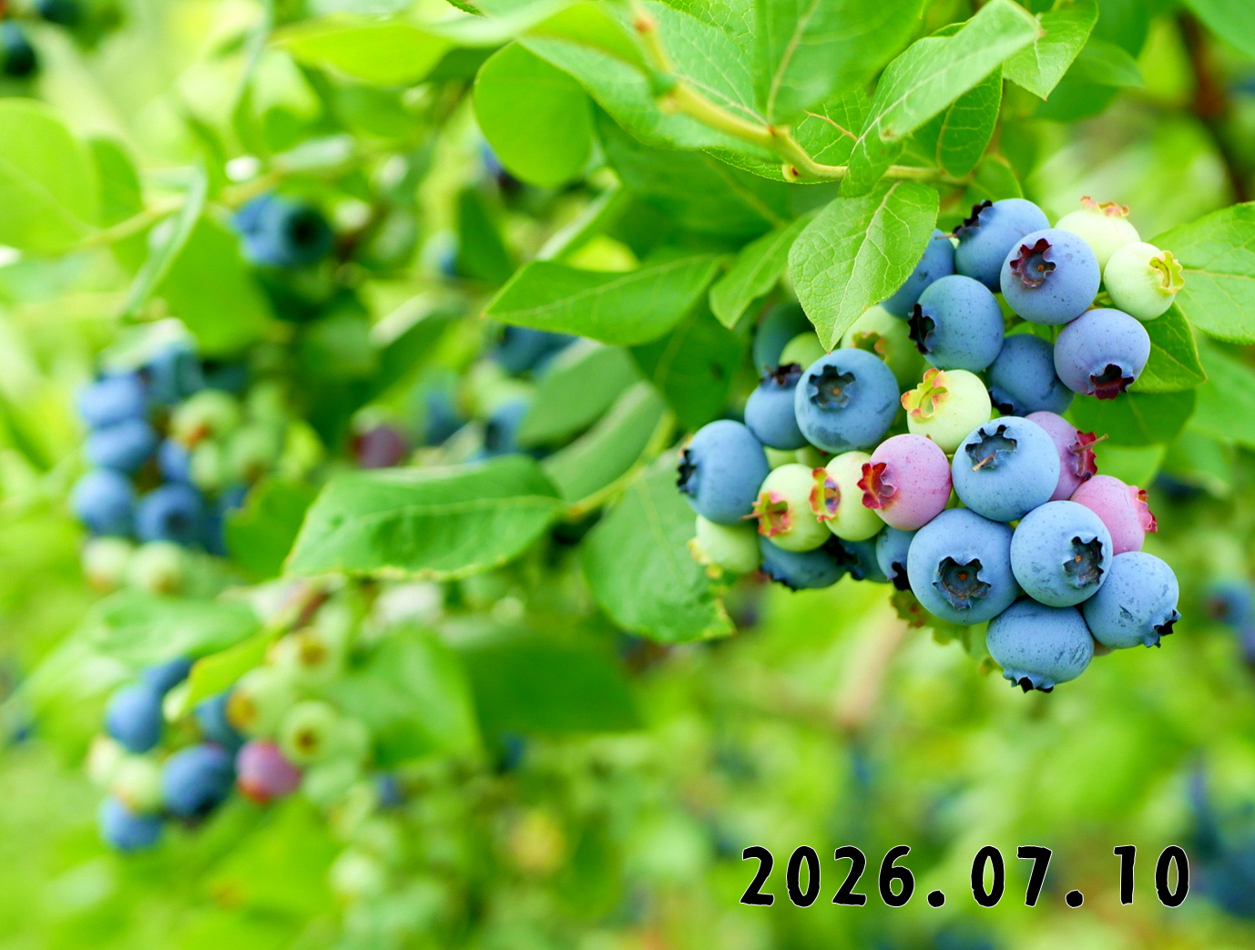 森の中の果樹園のブルーベリー