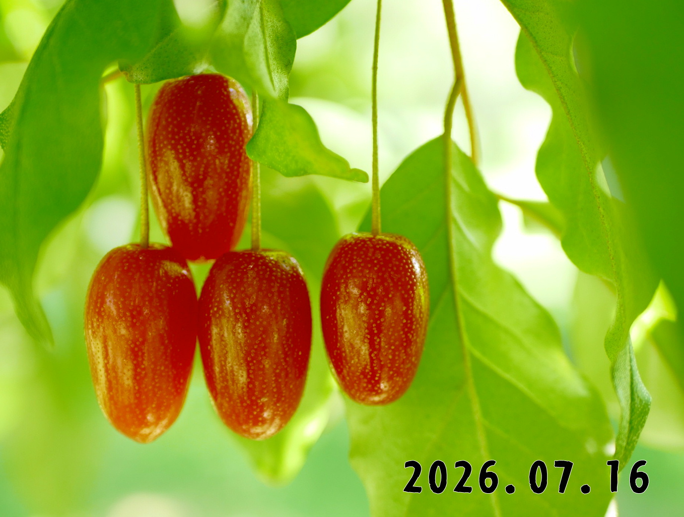 森の中の果樹園のグミ