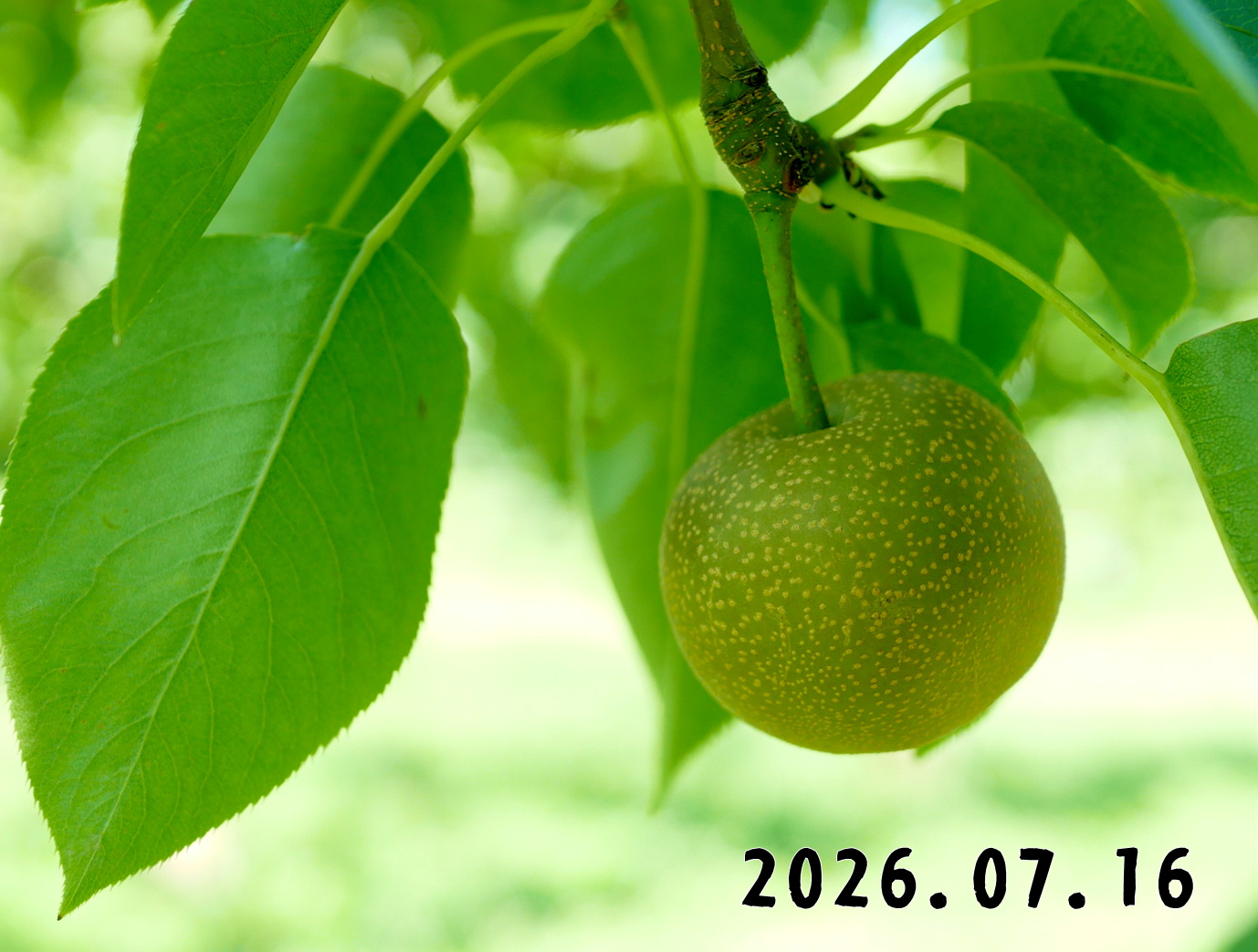 森の中の果樹園のナシ