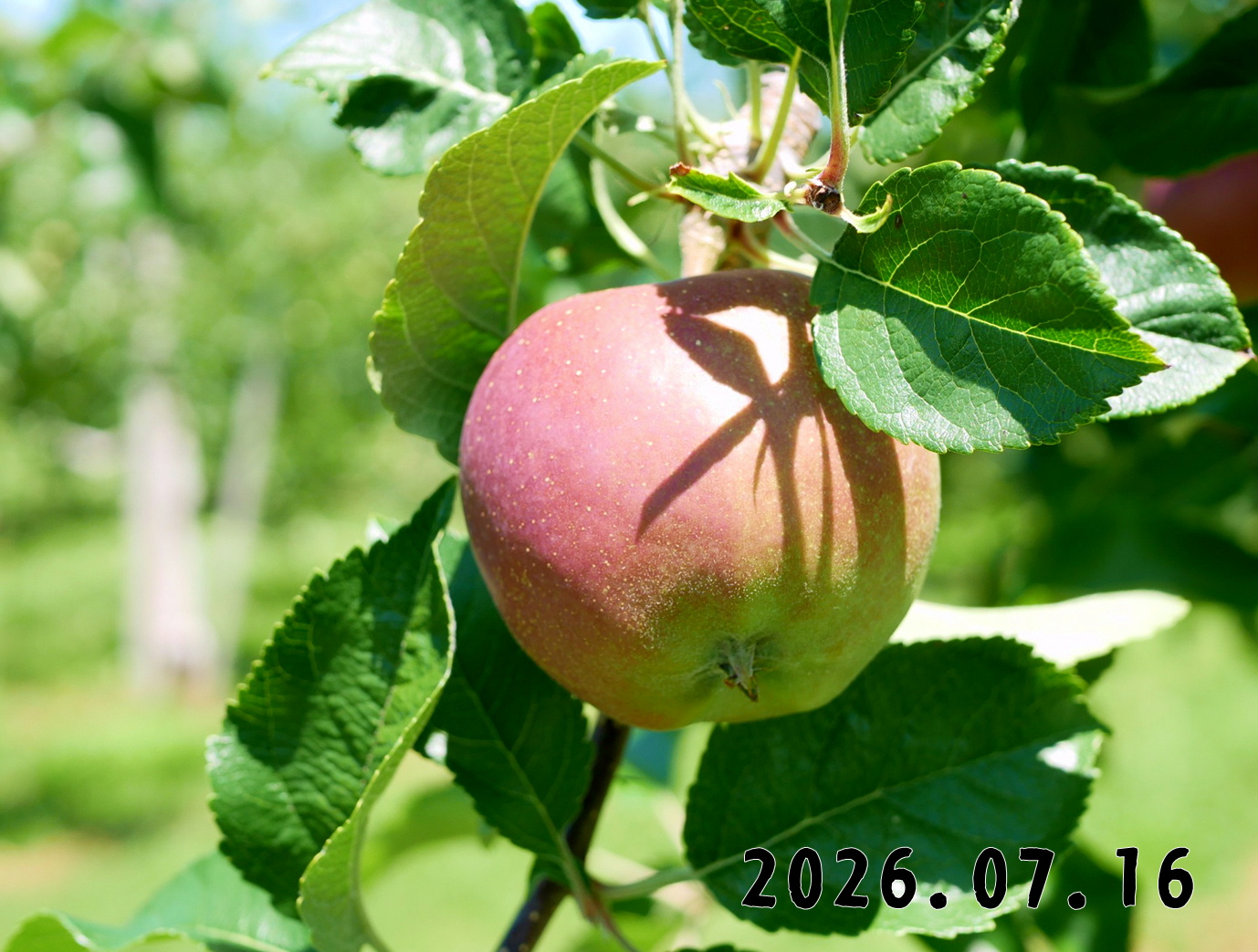 森の中の果樹園のリンゴ