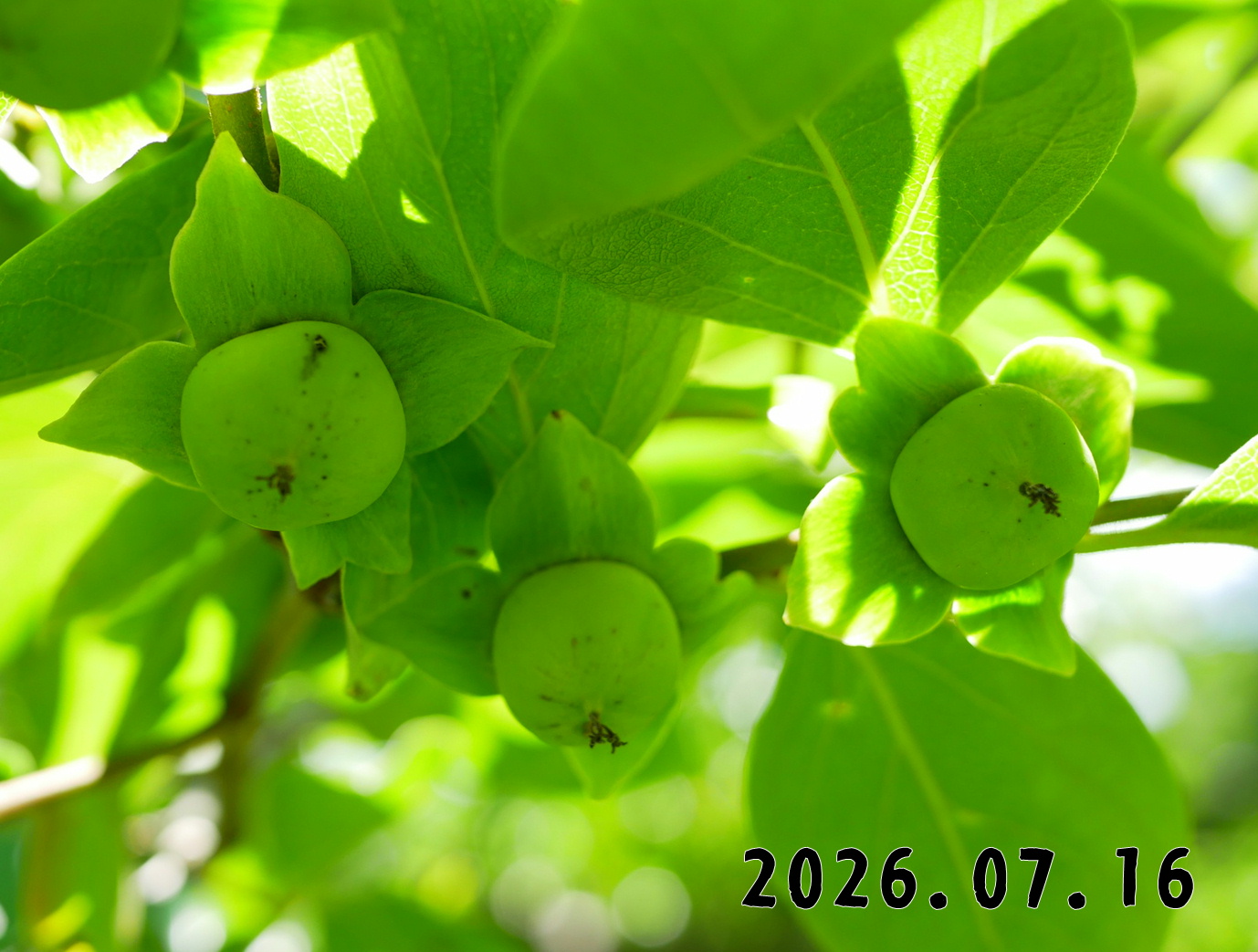 森の中の果樹園のカキ