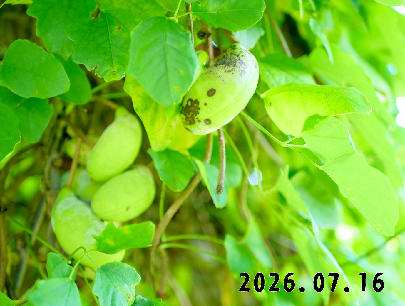 森の中の果樹園のアケビ