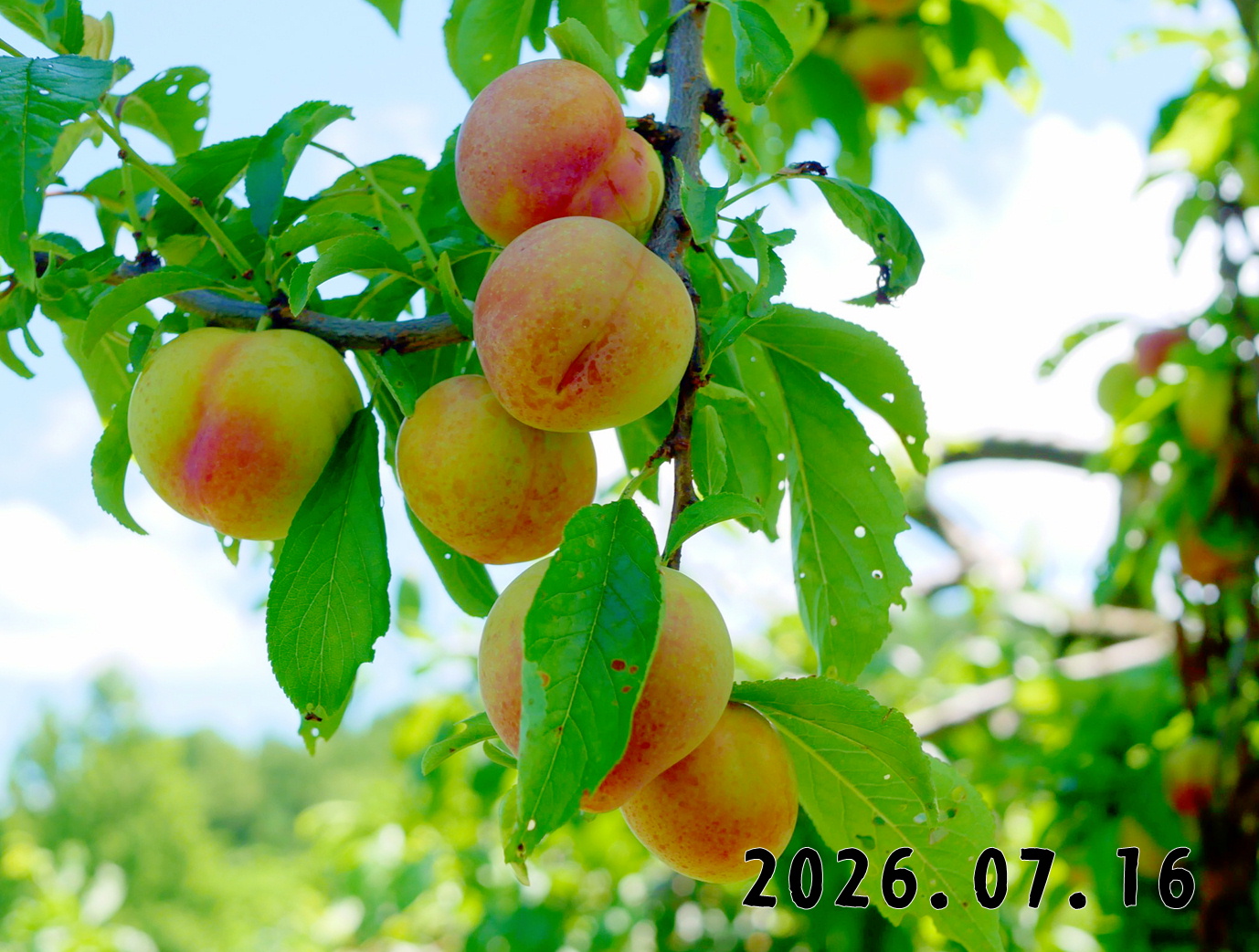 森の中の果樹園のプラム
