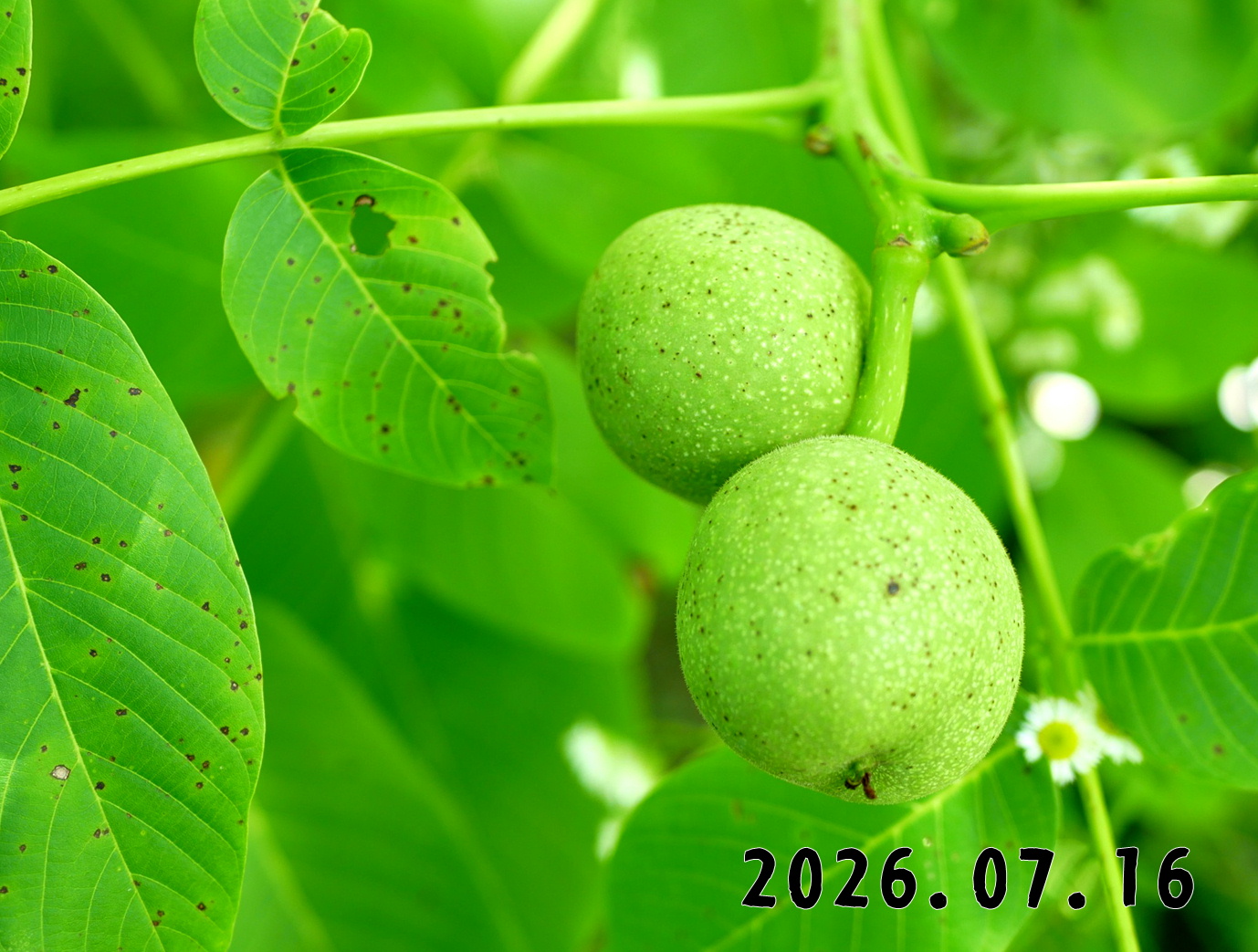 森の中の果樹園のクルミ