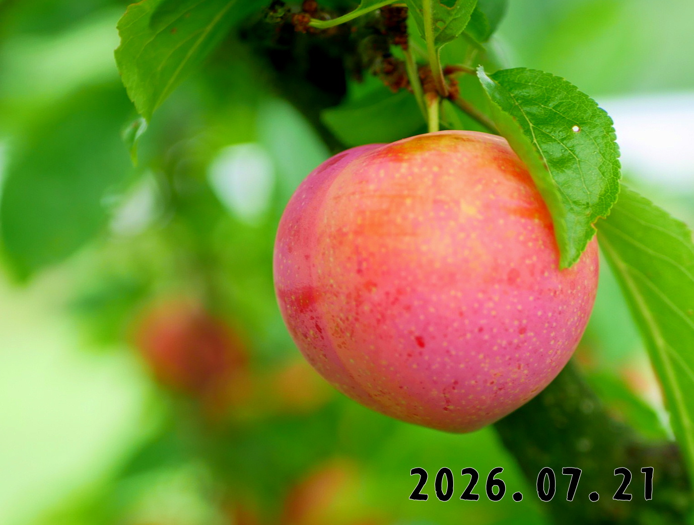 森の中の果樹園のプラム