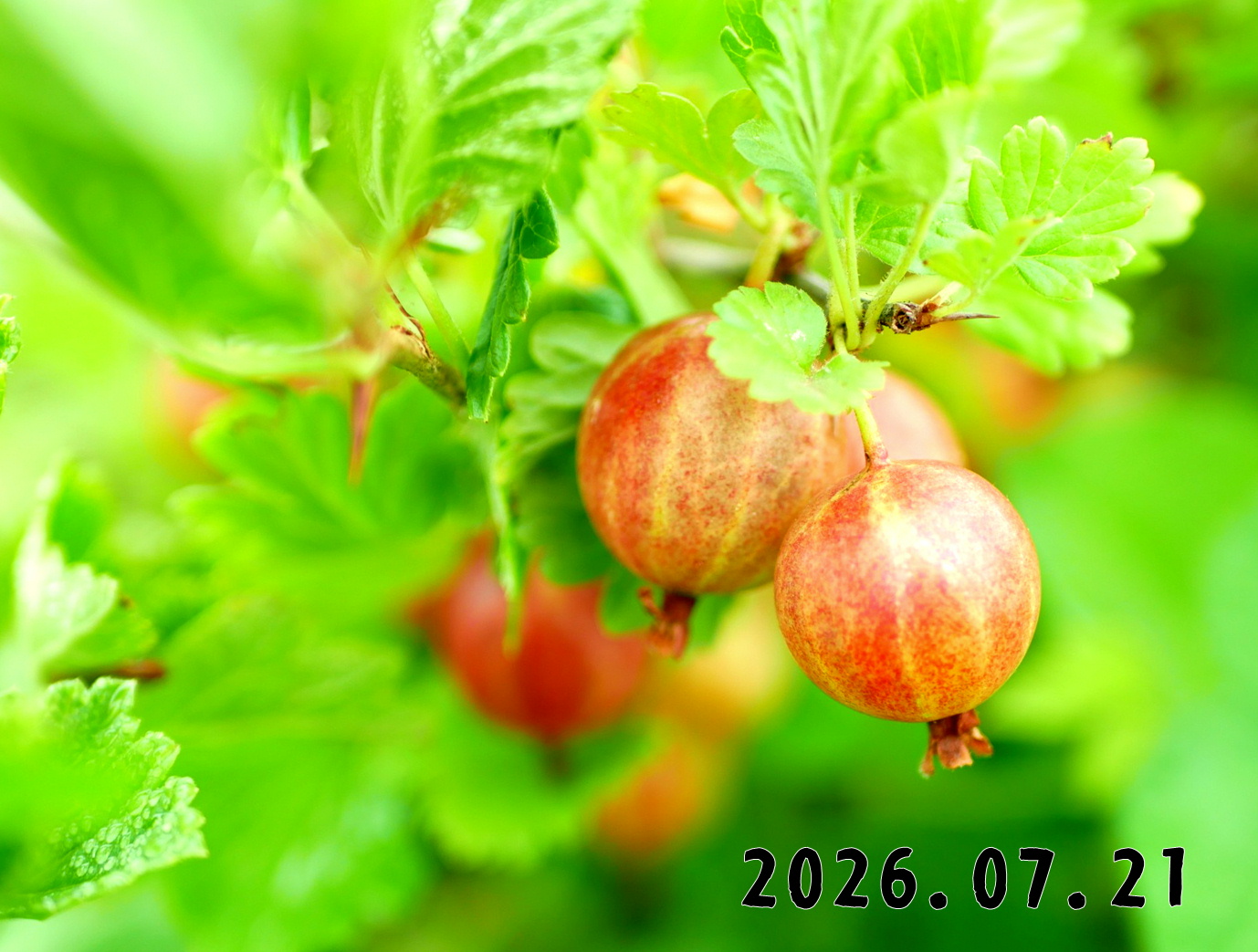 森の中の果樹園のすぐり
