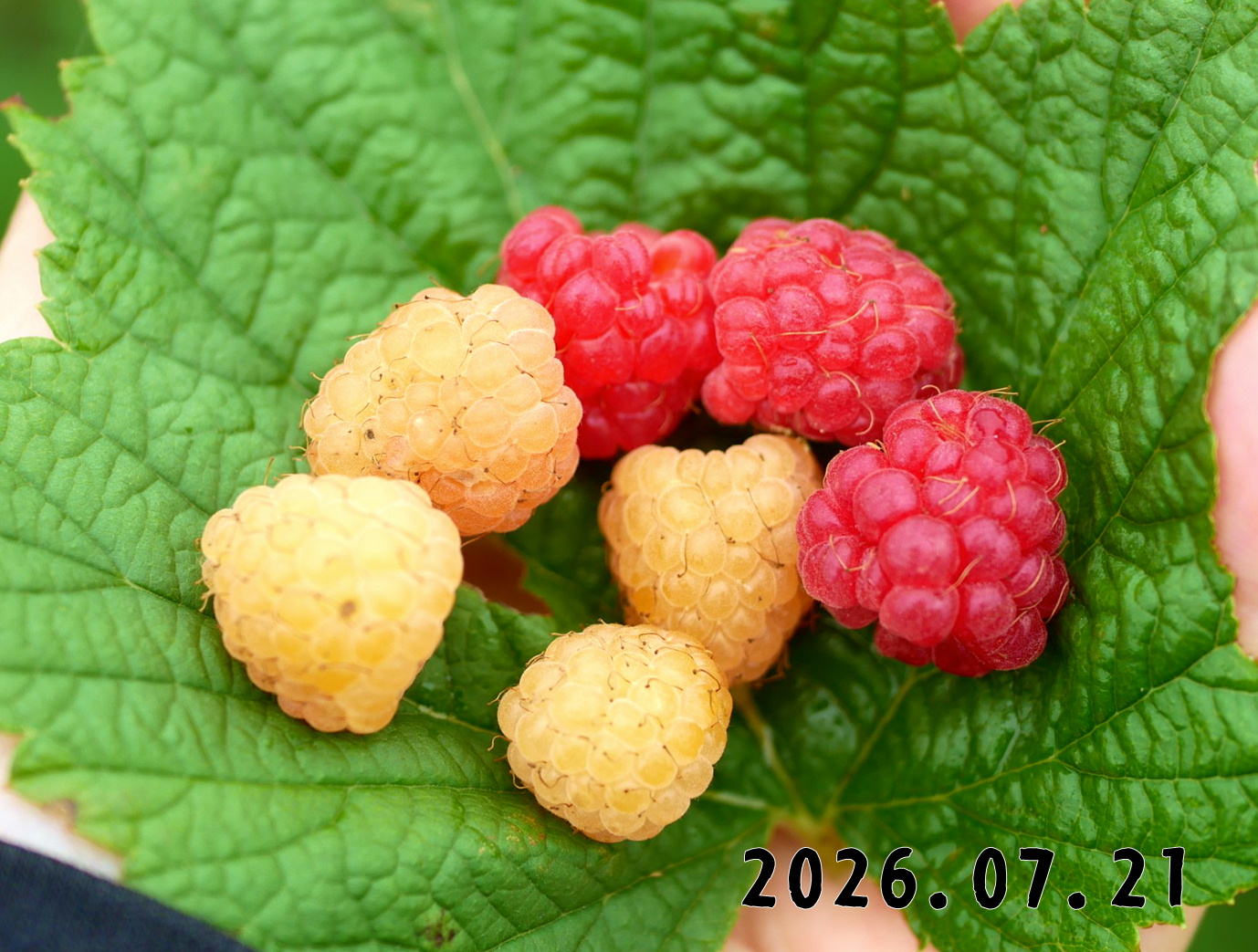 森の中の果樹園のラズベリー
