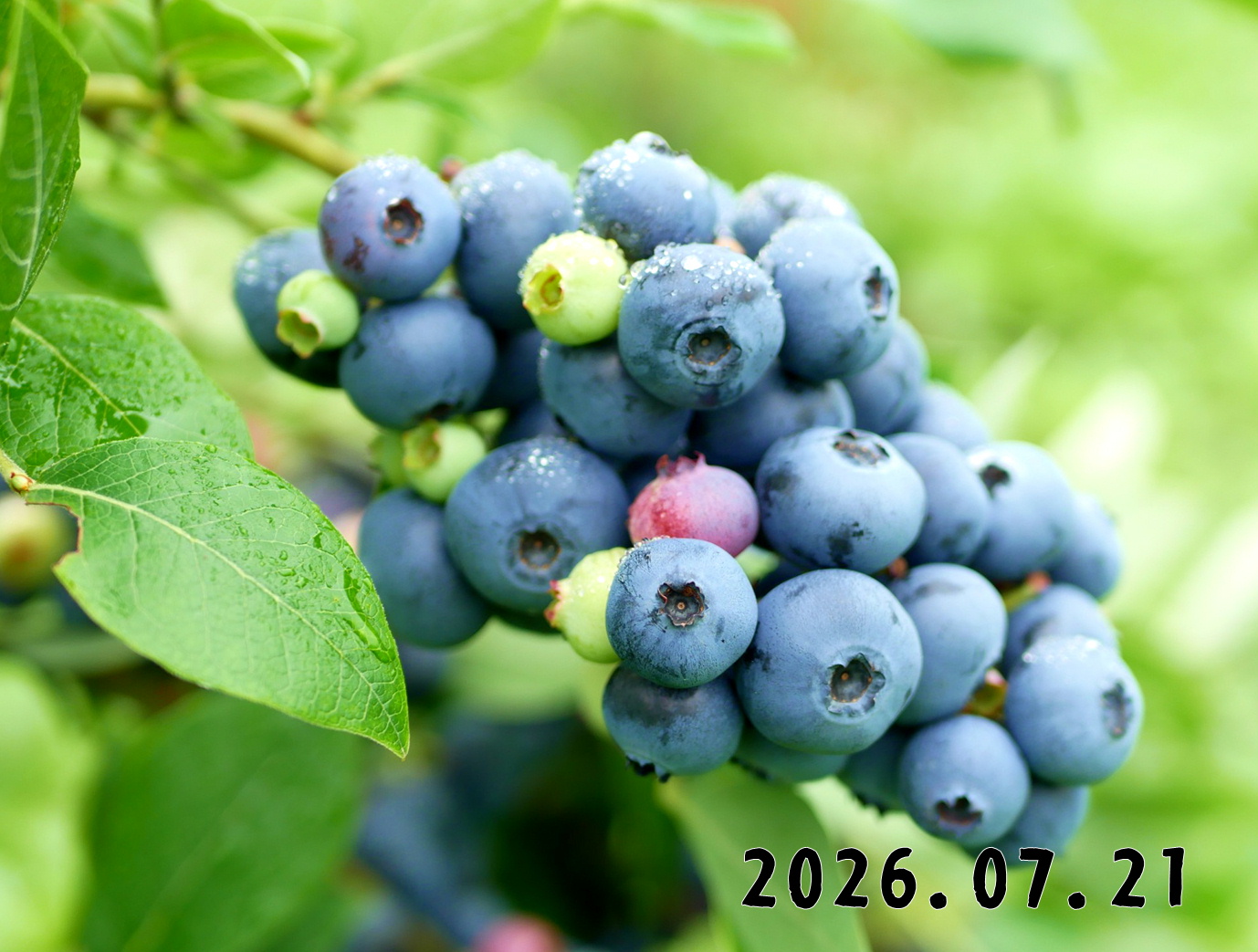 森の中の果樹園のブルーベリー