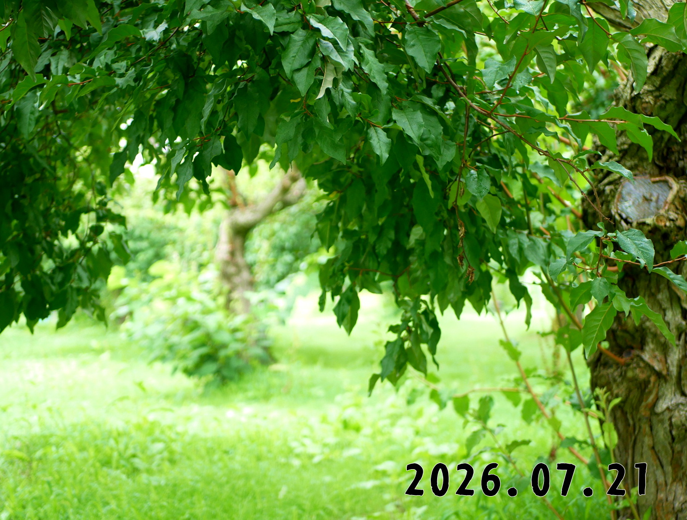 森の中の果樹園のグミ