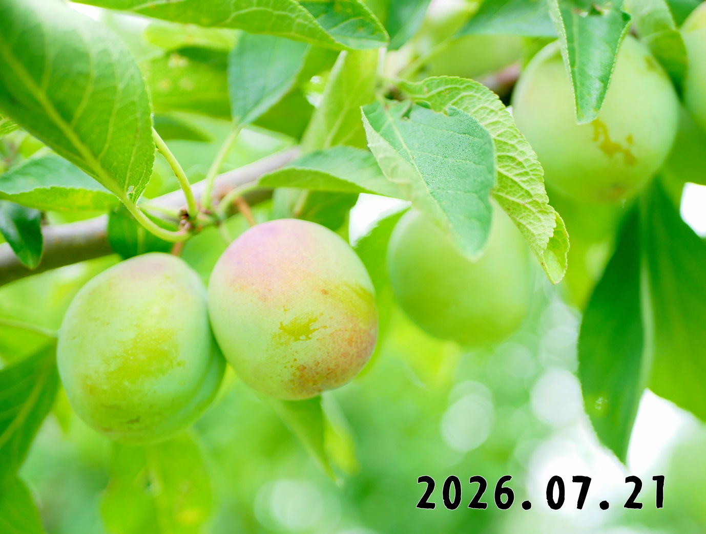 森の中の果樹園のプルーン