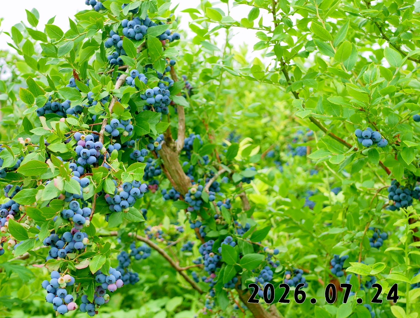 森の中の果樹園のブルーベリー