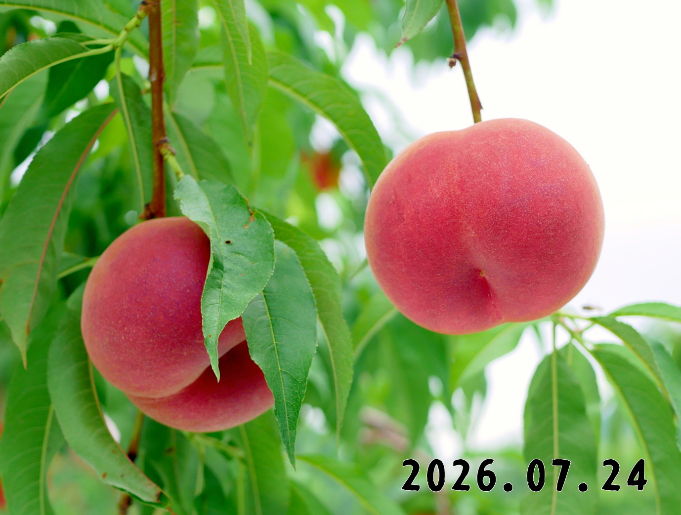 森の中の果樹園のモモ