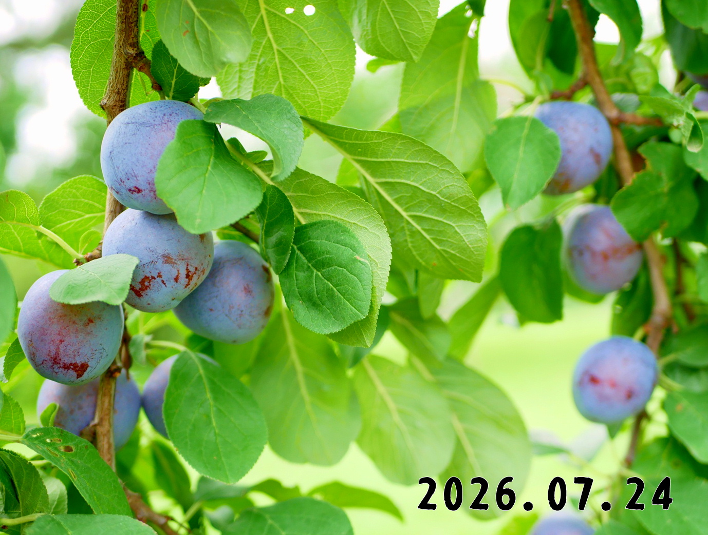 森の中の果樹園のプルーン