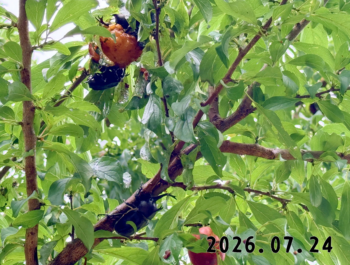 森の中の果樹園のプラム
