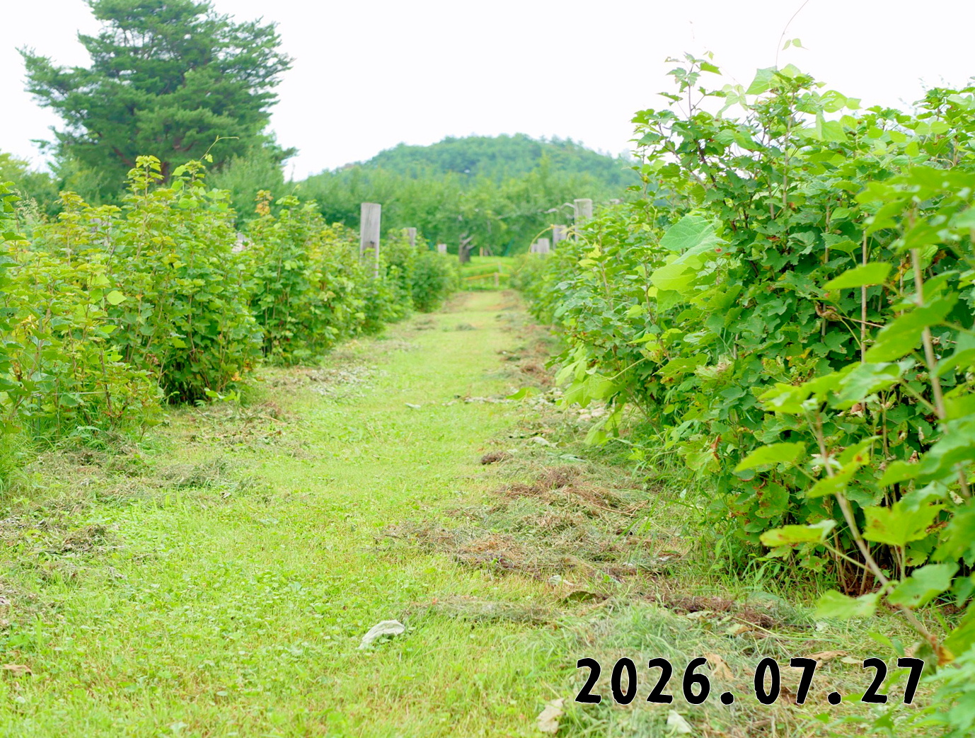 森の中の果樹園のすぐり狩り