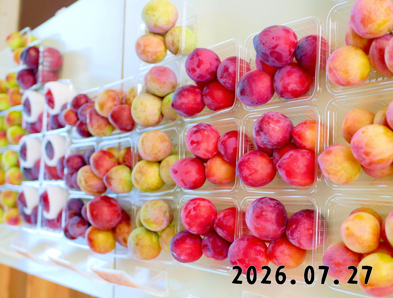 森の中の果樹園のプラム