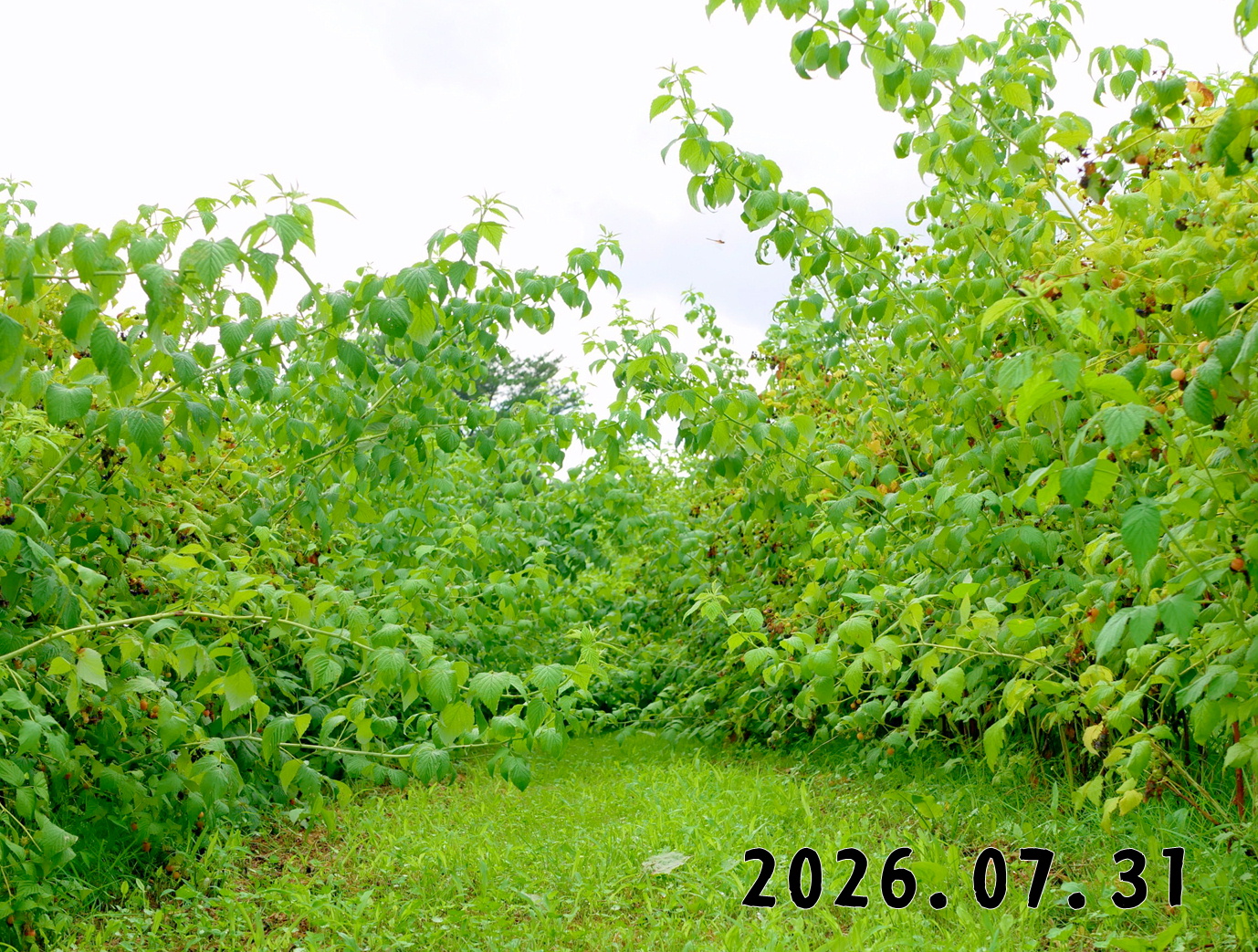 森の中の果樹園のラズベリー