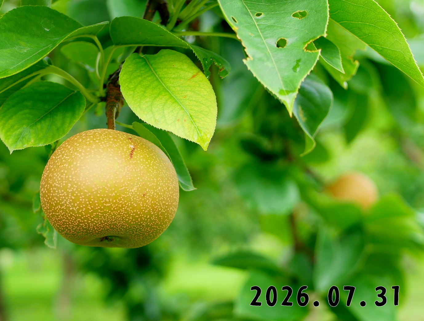 森の中の果樹園のナシ