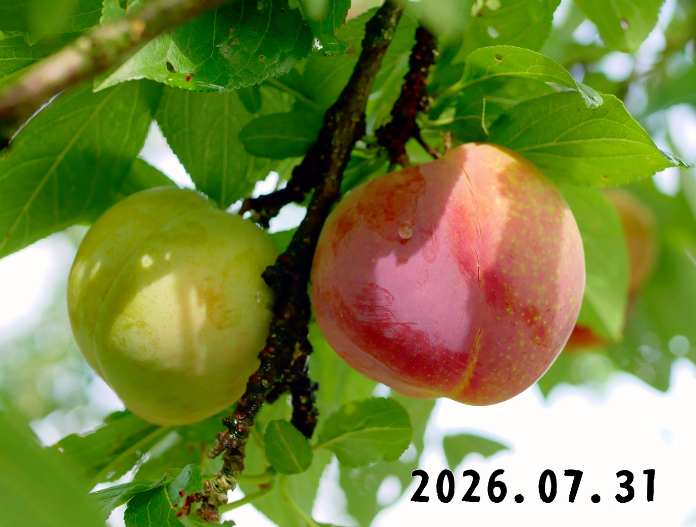 森の中の果樹園のプラム