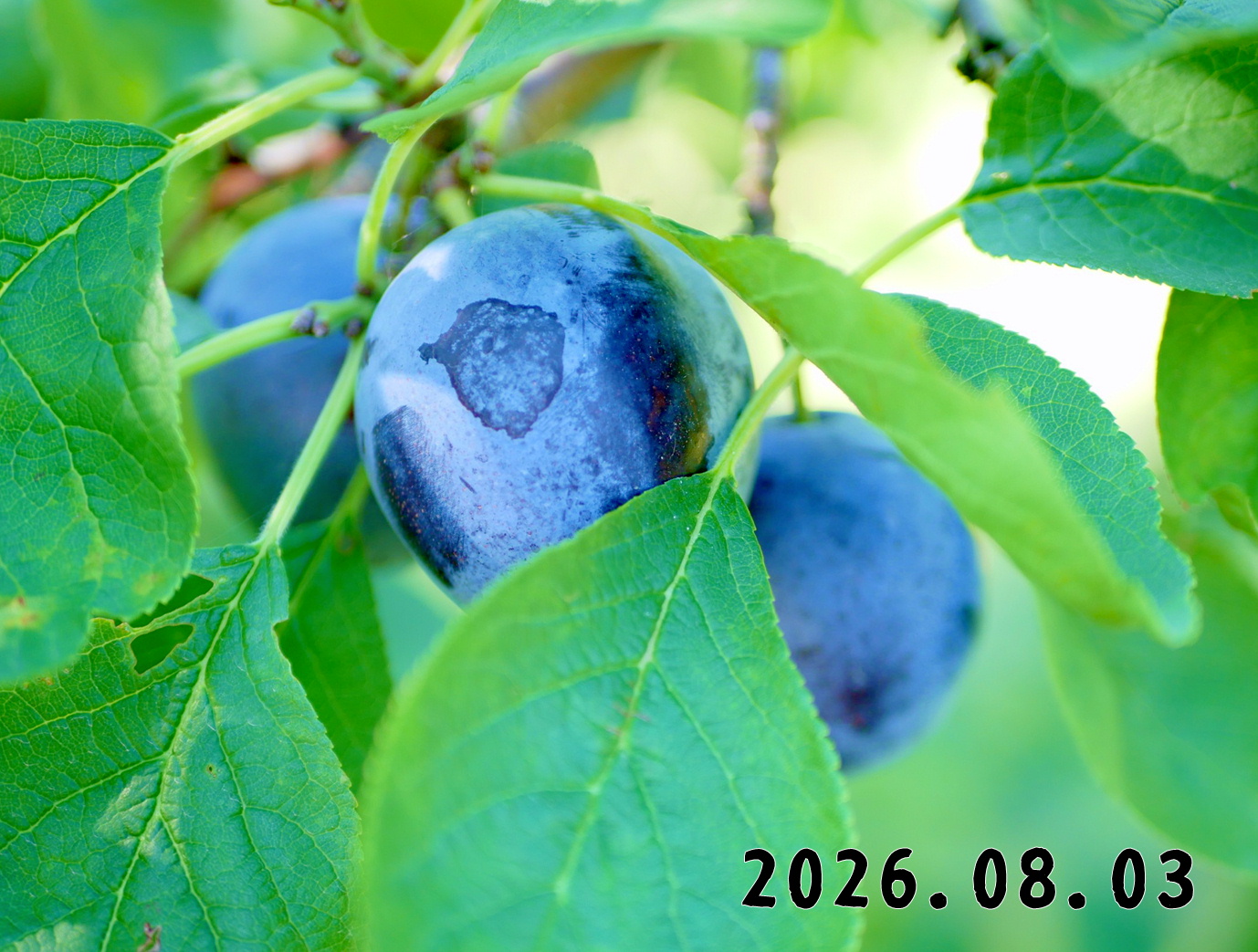 森の中の果樹園のプルーン