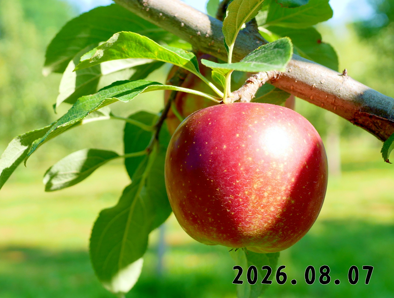 森の中の果樹園のリンゴ