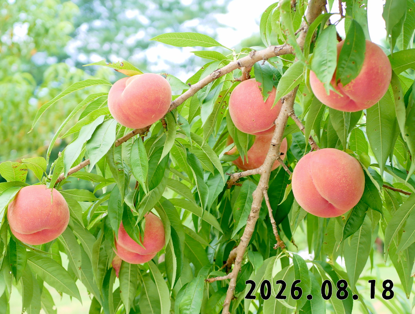 森の中の果樹園のモモ