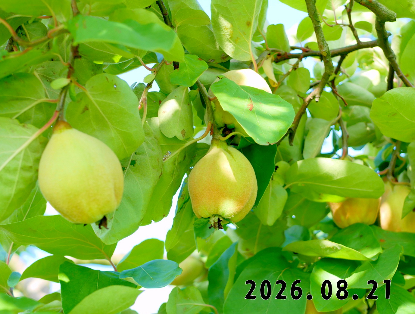 森の中の果樹園のマルメロ