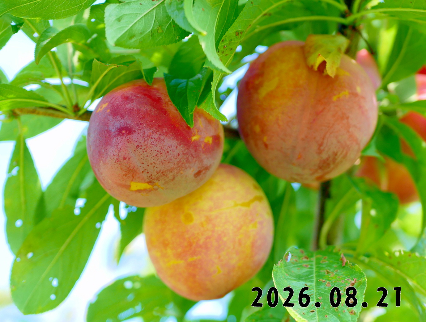 森の中の果樹園のプラム