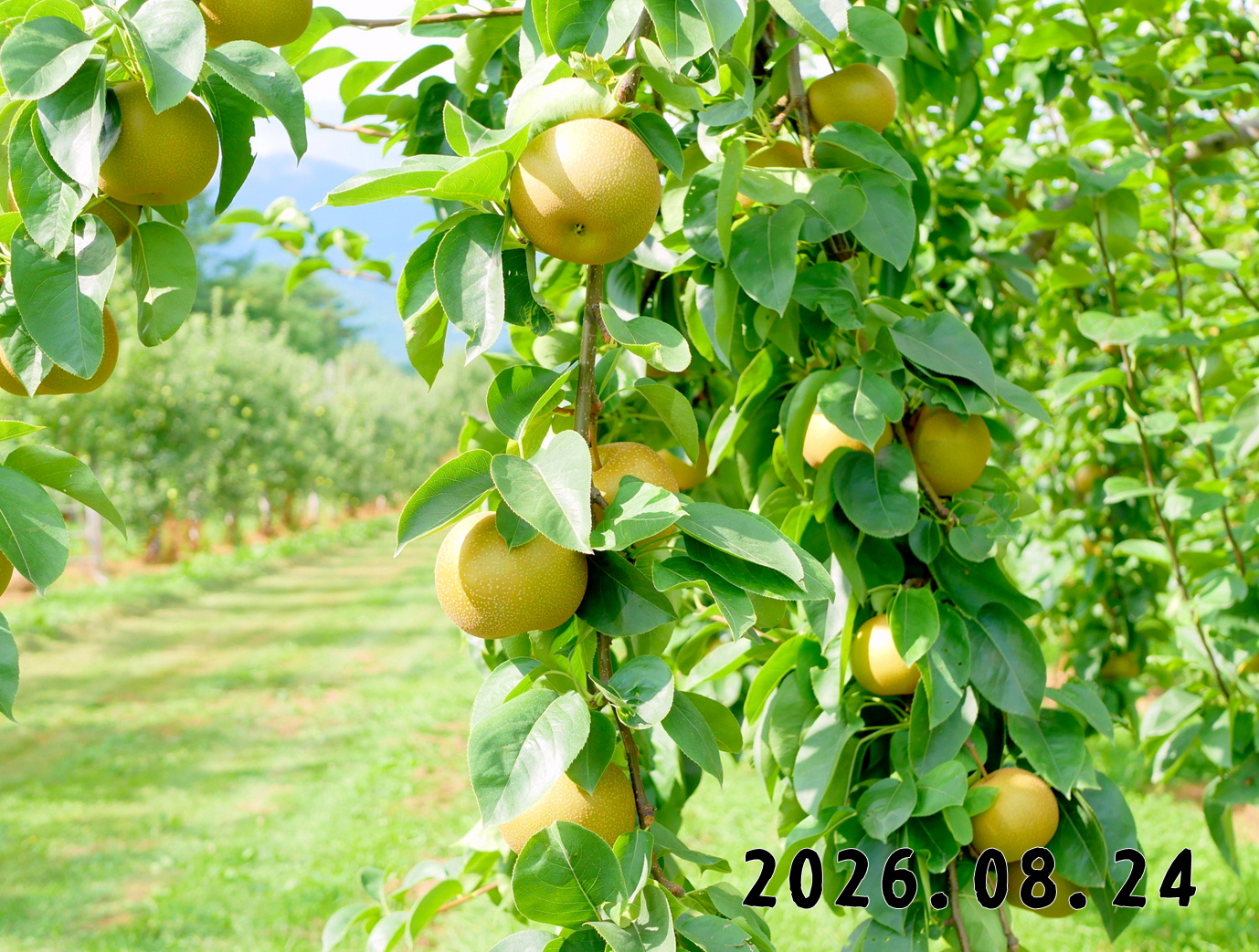 森の中の果樹園のナシ