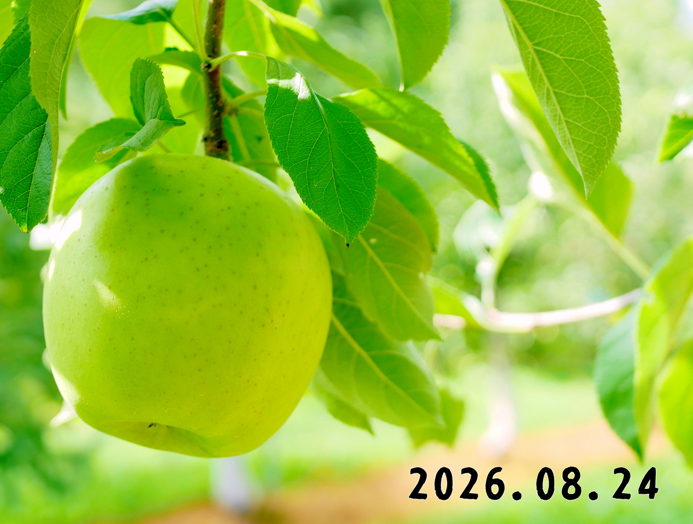 森の中の果樹園のリンゴ